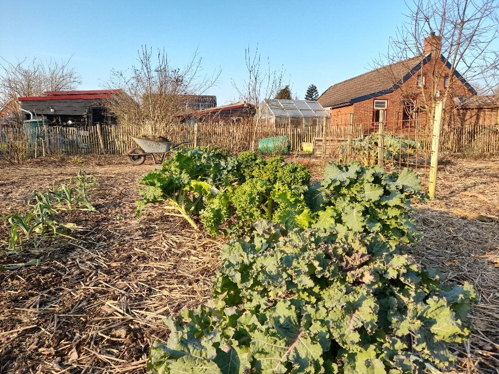 Gezocht boerenkool planten, Ophalen of Verzenden, Eenjarig, Groenteplanten, Volle zon