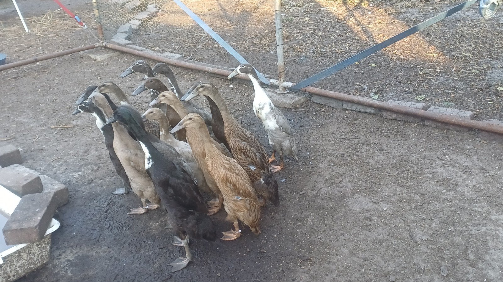 prachtige jonge loopeenden vrouwen en woerden, Meerdere dieren, Eend
