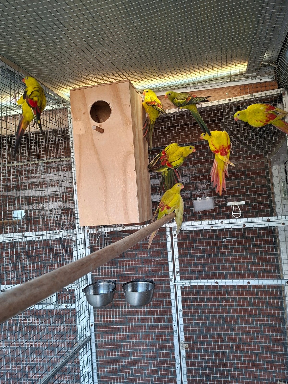 Wildkleur bergparkiet split pastel., Geslacht onbekend, Parkiet, Geringd
