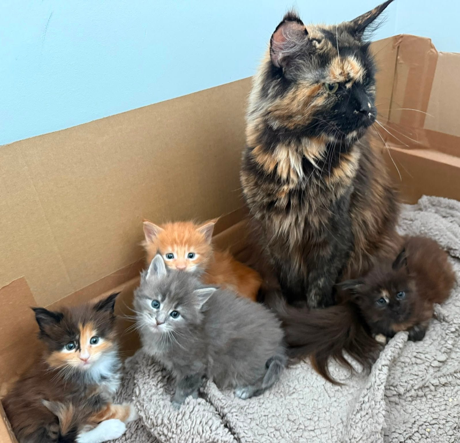 Super lieve Maine Coon kittens met stamboom, Meerdere dieren, Met stamboom