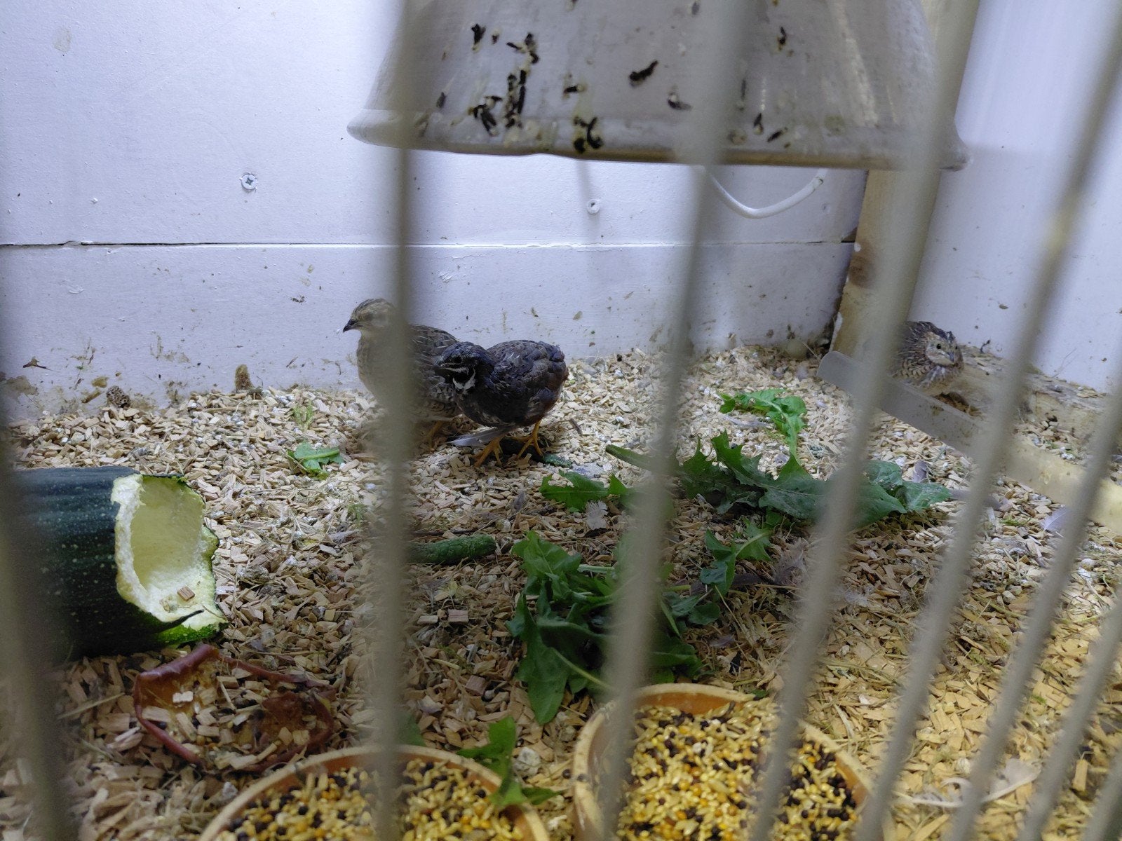 chinese dwergkwartel koppel, Meerdere dieren