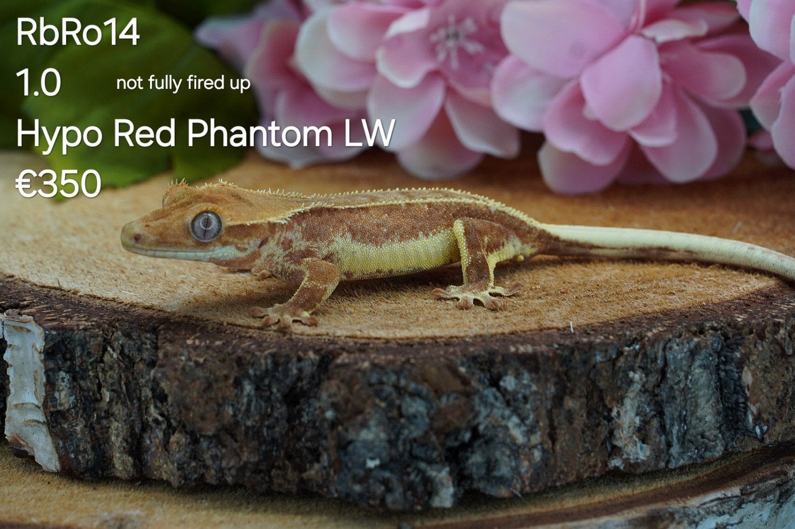 Phantom Lilly White Wimpergekko C.Ciliatus Crested Gecko - unknown for sale from Colourful Exotics