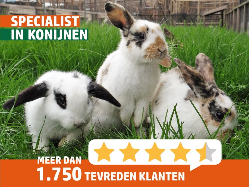 Dwergkonijn | Meerdere kleurslagen | Jonge konijnen, Meerdere dieren, Dwerg, 0 tot 2 jaar