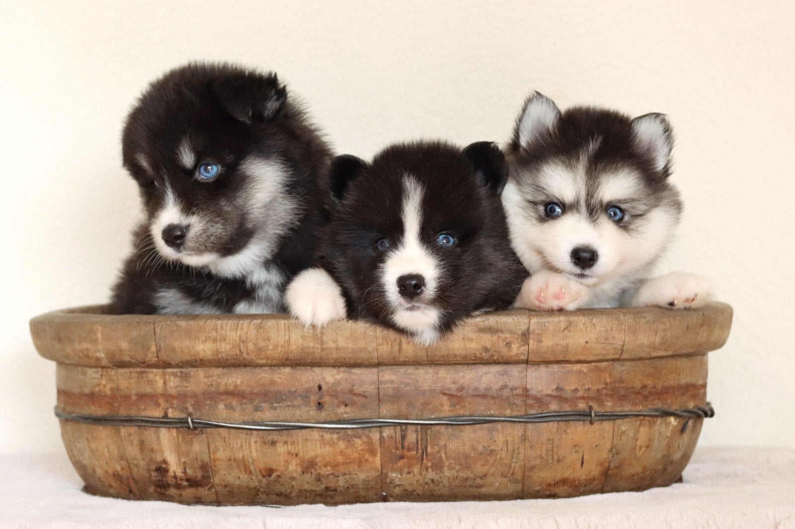 Schitterende Pomsky pups F2 met blauwe oogjes, 8 tot 15 weken, Meerdere, Meerdere dieren, Nederland