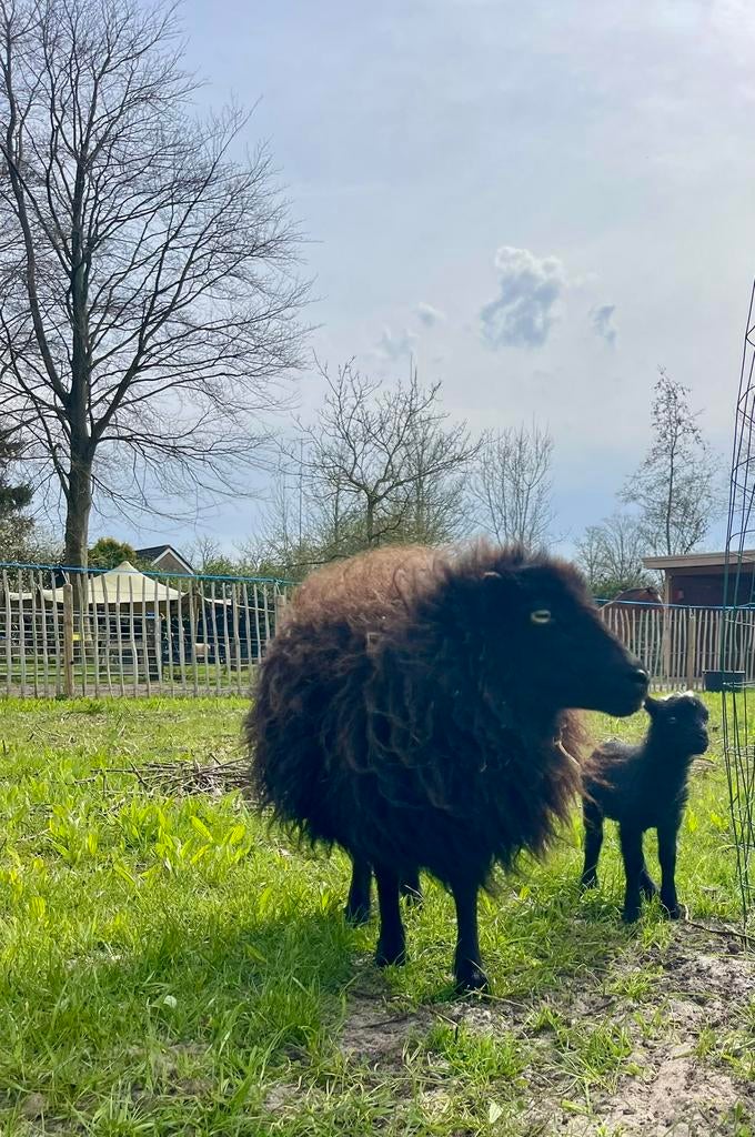 Ouessant ram lammetje, Dieren en Toebehoren, Schapen, Geiten en Varkens, Schaap, Mannelijk