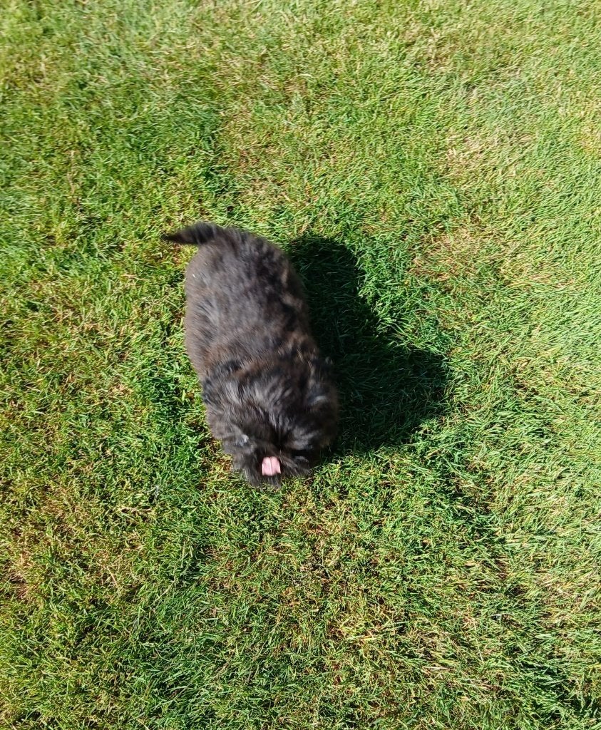 Shih Tzu pups, België, Overige rassen, 8 tot 15 weken, Teef