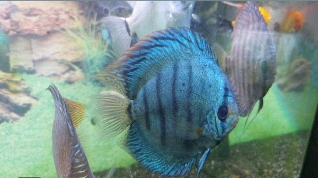 2 discusvissen van 10-12 cm., Dieren en Toebehoren, Vis