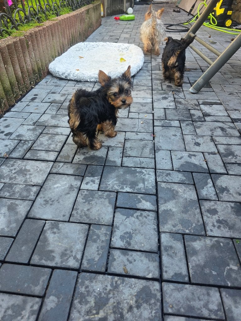 Yorkshire terrier  mini, Dieren en Toebehoren, Honden | Jack Russells en Terriërs, 8 tot 15 weken, Meerdere, Meerdere dieren, Parvo