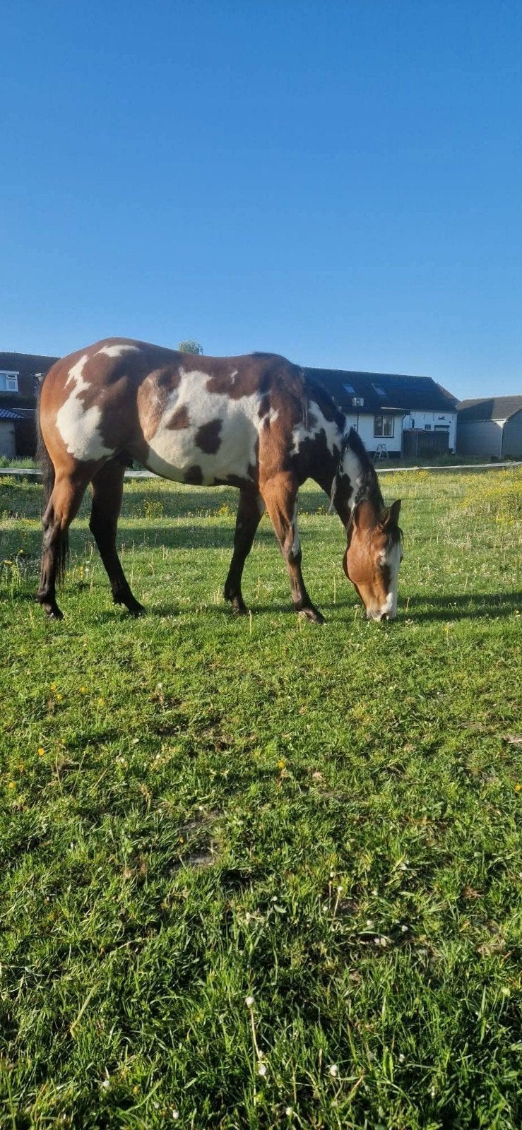 Bonte ruin 4,5 jaar, Dieren en Toebehoren, Ruin, Recreatiepaard, 3 tot 6 jaar