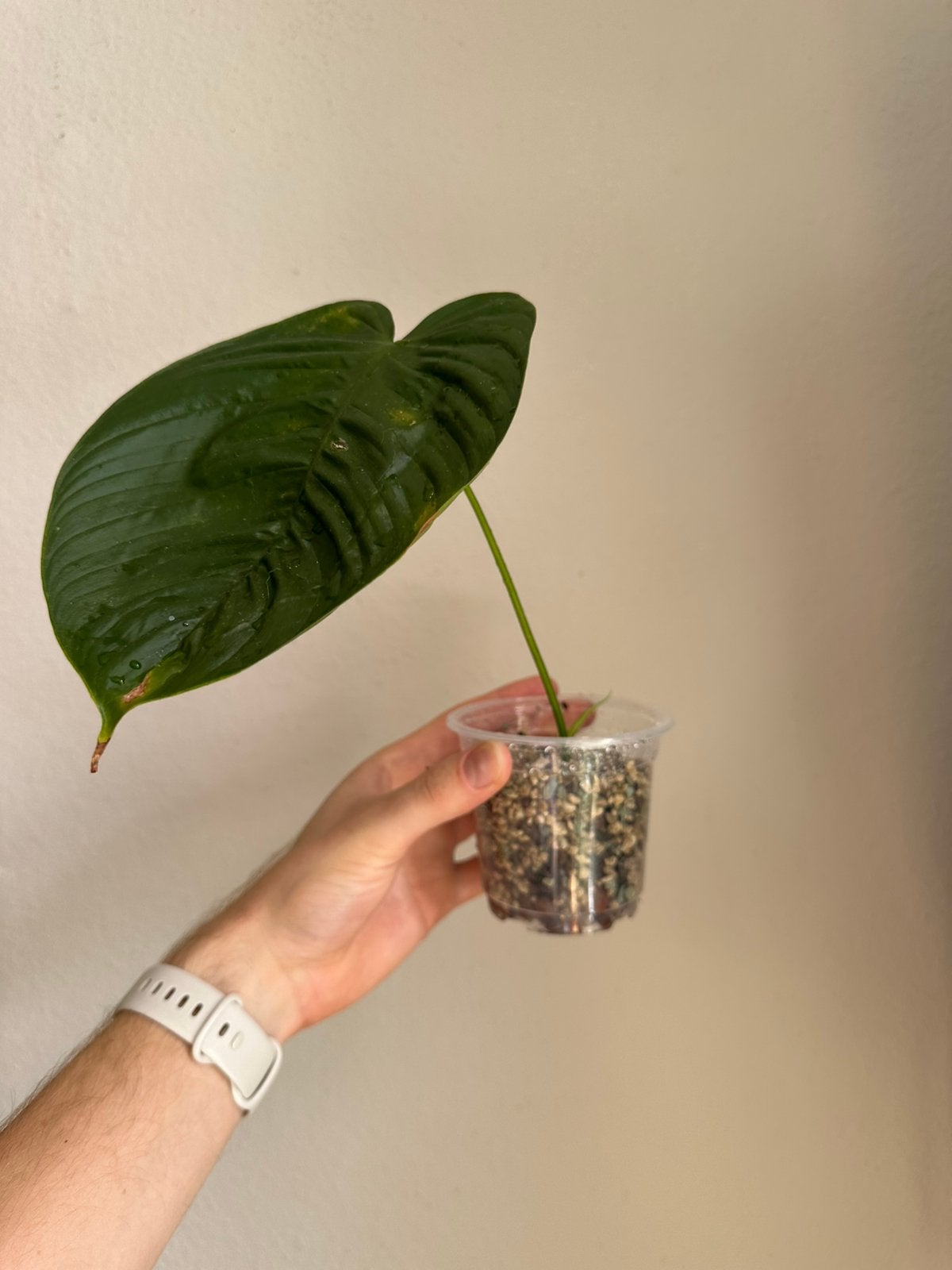 Philodendron Tenue D, Huis en Inrichting, Kamerplanten, Ophalen, Halfschaduw, Minder dan 100 cm
