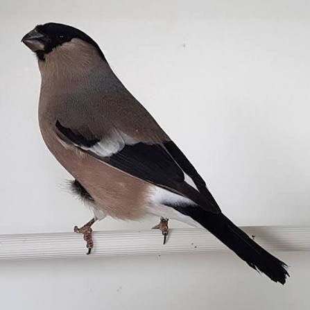 Gezocht Noorse goudvink pop, Vrouwelijk, Wildzangvogel, Geringd