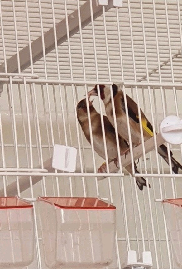 parva putters koppel 2025, Dieren en Toebehoren, Meerdere dieren, Wildzangvogel, Geringd