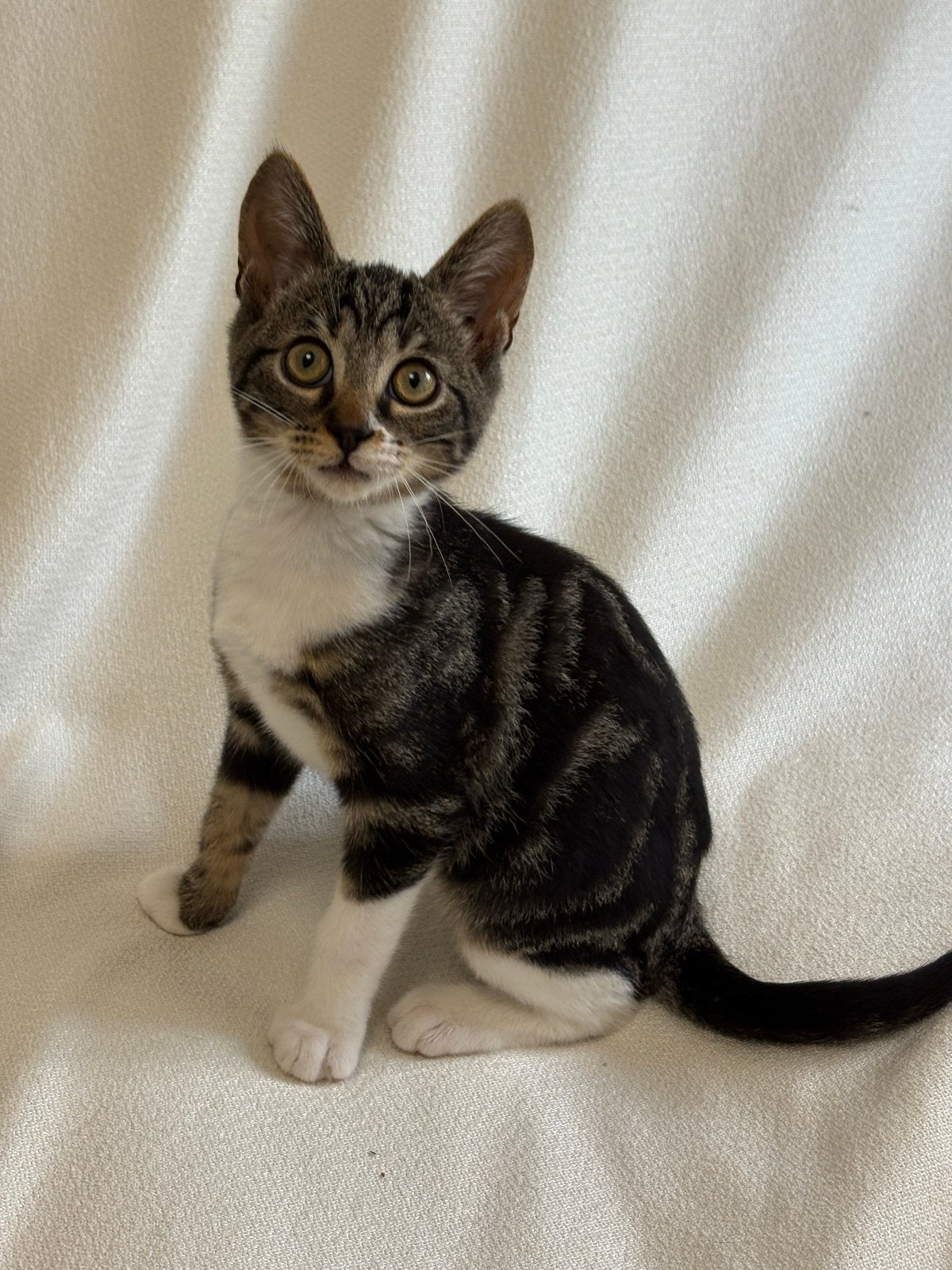 Kitten Britse korthaar x Europese korthaar, Kater, Ontwormd