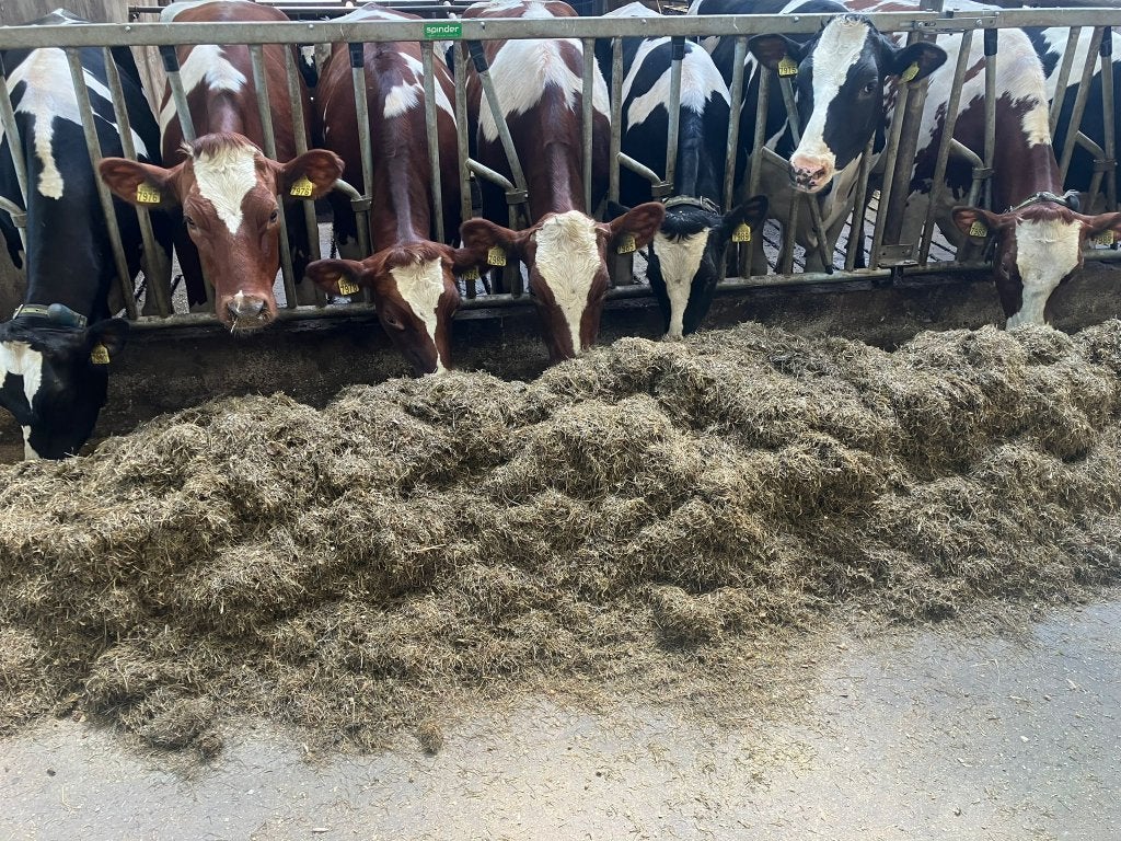 Te koop: jongvee, kalfvaarzen en pinken, Dieren en Toebehoren, Vrouwelijk, 0 tot 2 jaar