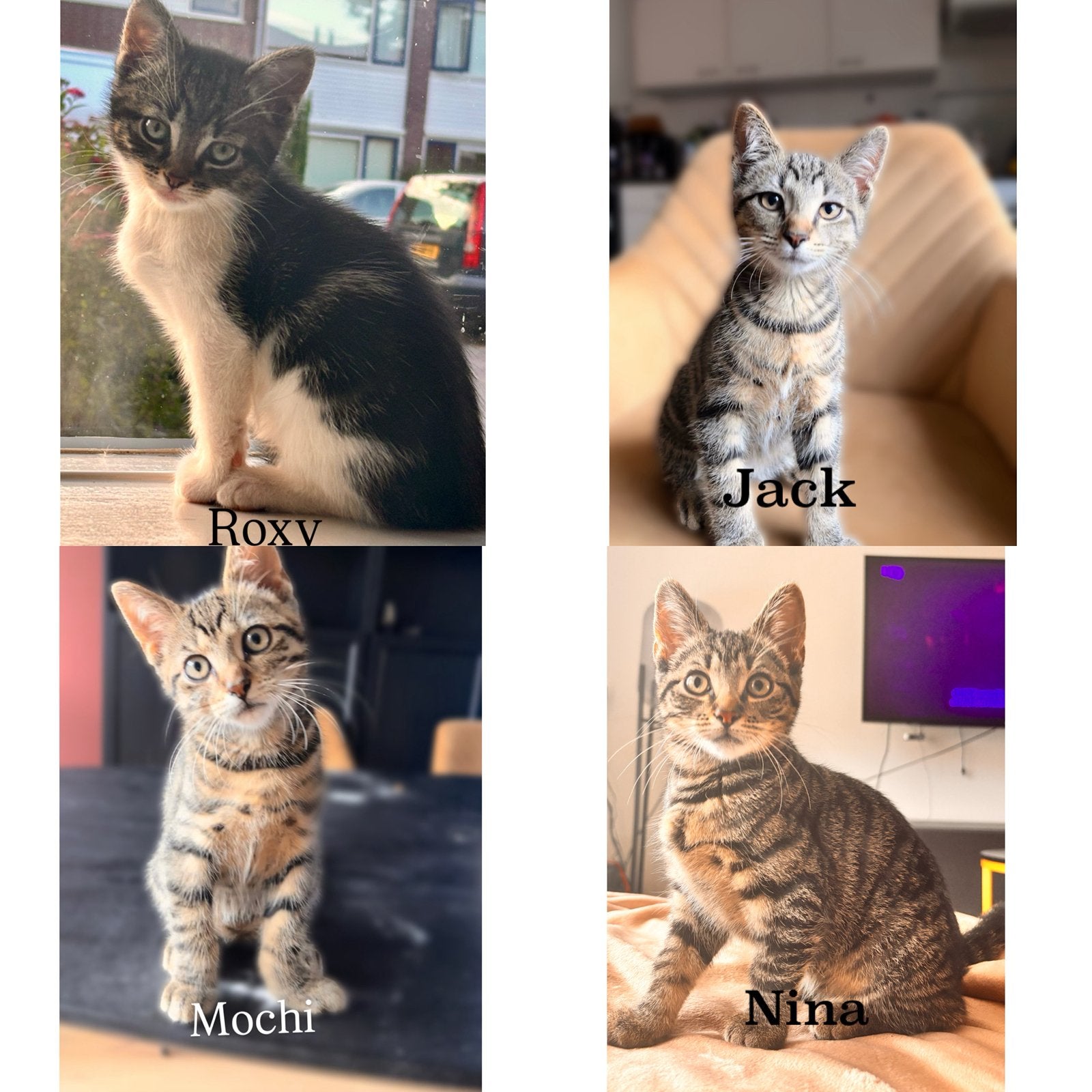 4 prachtige Cyperse kittens, Dieren en Toebehoren, Meerdere dieren, Kortharig, 0 tot 2 jaar
