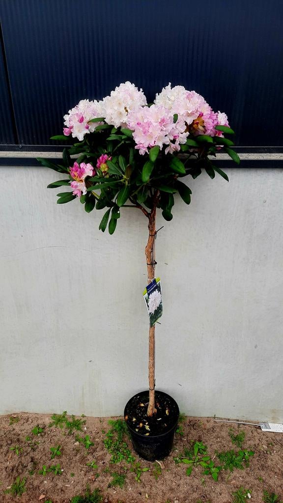 Rhododendron 'Schneewolke 🌿🍁 ❗️1m stam❗️, Ophalen, Lente, Volle zon