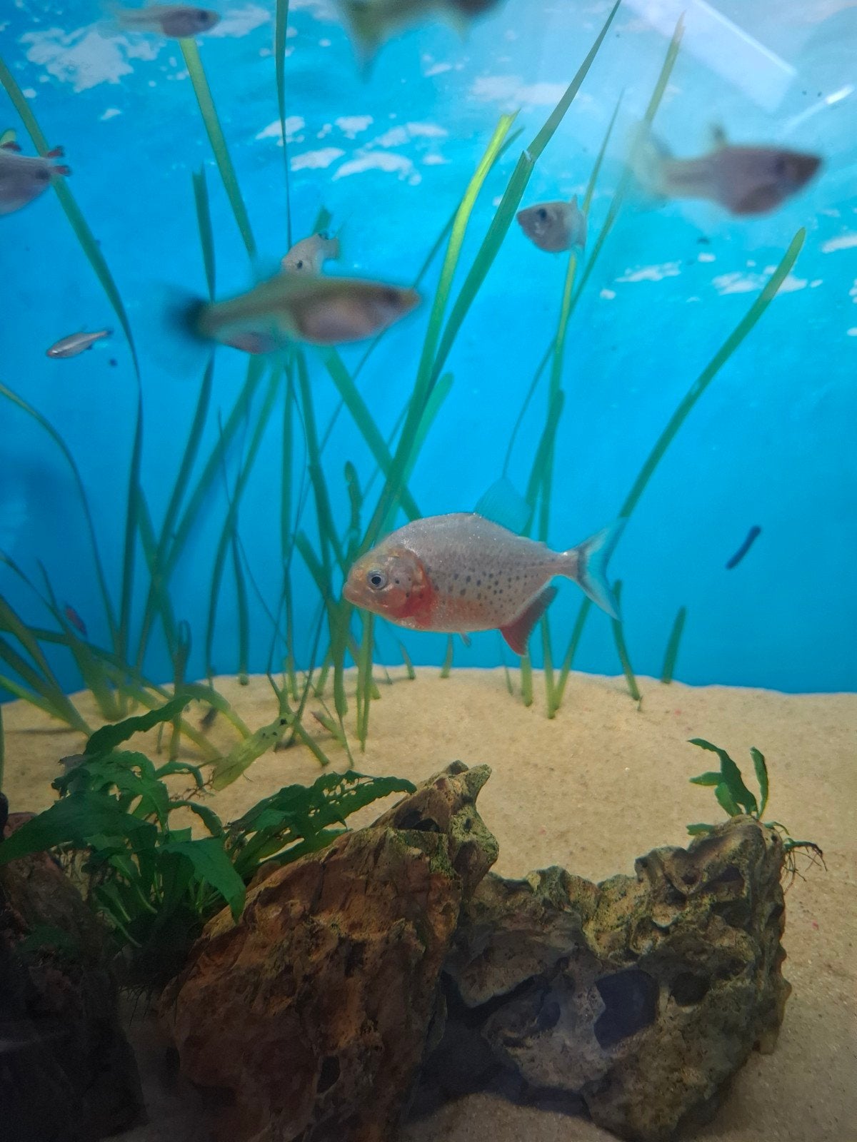 jong piranha 1x, Vis