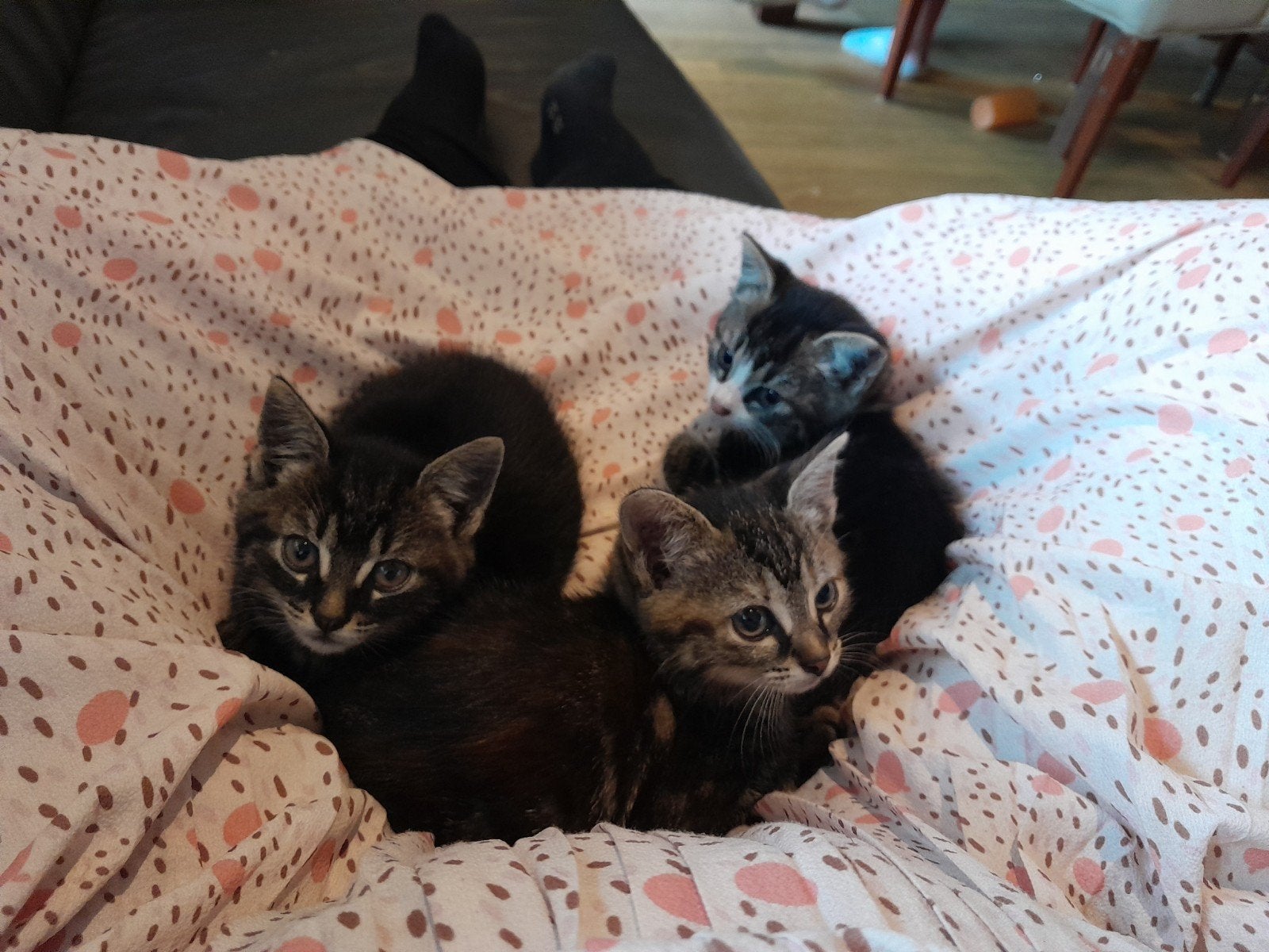 Schitterende grijze kittens zijn op zoek naar jou, Dieren en Toebehoren, Katten en Kittens | Overige Katten, Meerdere dieren