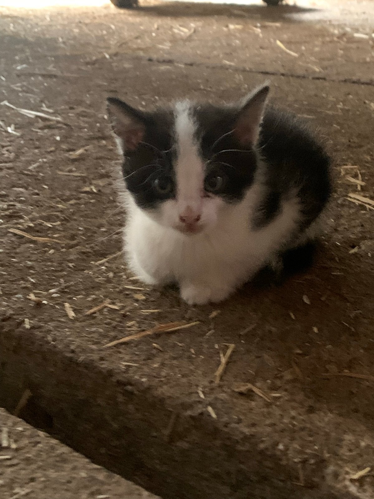 Lieve boerderij kittens-> nog 1 kitten, Dieren en Toebehoren, Meerdere dieren, Kortharig, 0 tot 2 jaar