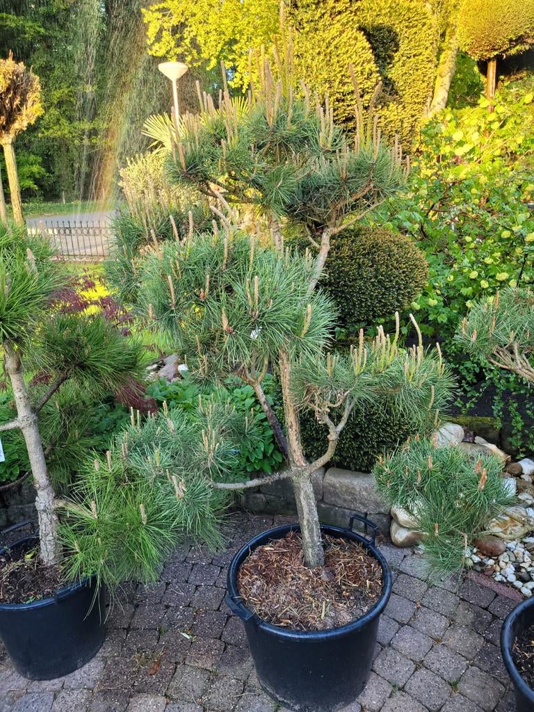 Pinus Nigra Vormsnoei - 160cm, Volle zon, Vaste plant, Bloeit niet, Ophalen