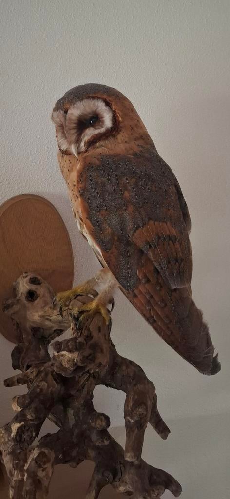 Opgezette kerkuil, Ophalen of Verzenden, Zo goed als nieuw, Vogel, Opgezet dier