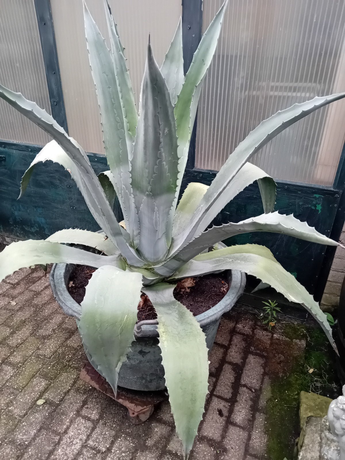 Agave, Volle zon, Vaste plant, Bloeit niet, Ophalen