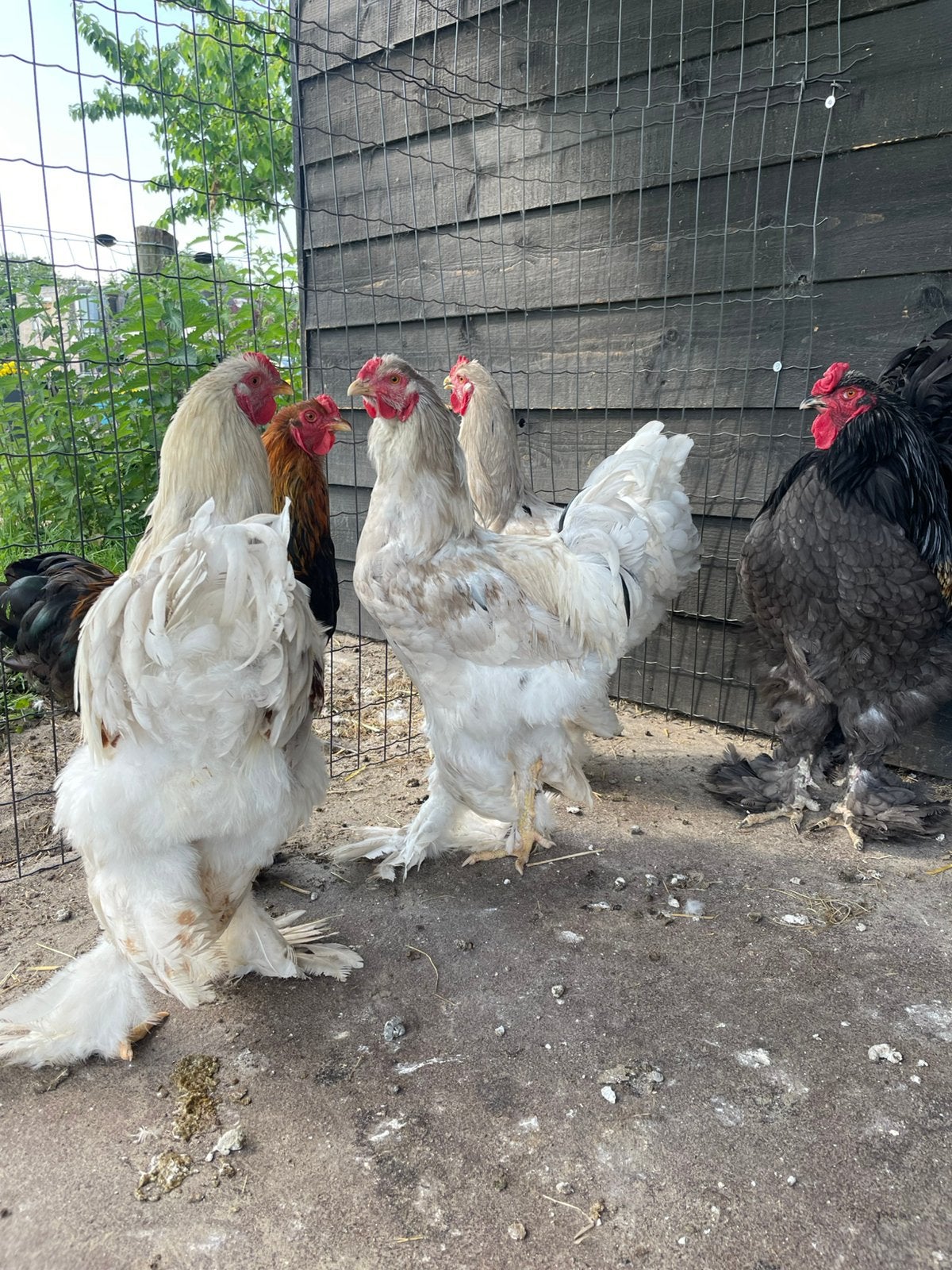Brahma hanen, div kleuren, Dieren en Toebehoren, Pluimvee, Meerdere dieren, Kip