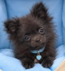 Prachtige zwarte Pomeranian / Dwergkees pups reu & teef, Dieren en Toebehoren, Keeshond, 8 tot 15 weken, Meerdere, Meerdere dieren