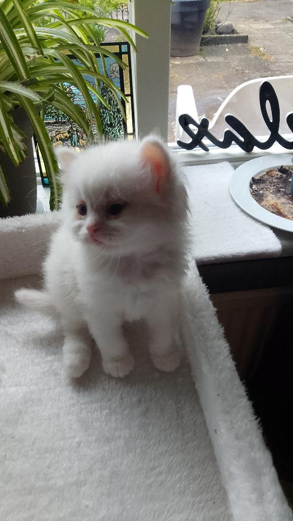 Ragdoll x Britse korthaar kitten te koop!, Poes, Gechipt, 0 tot 2 jaar
