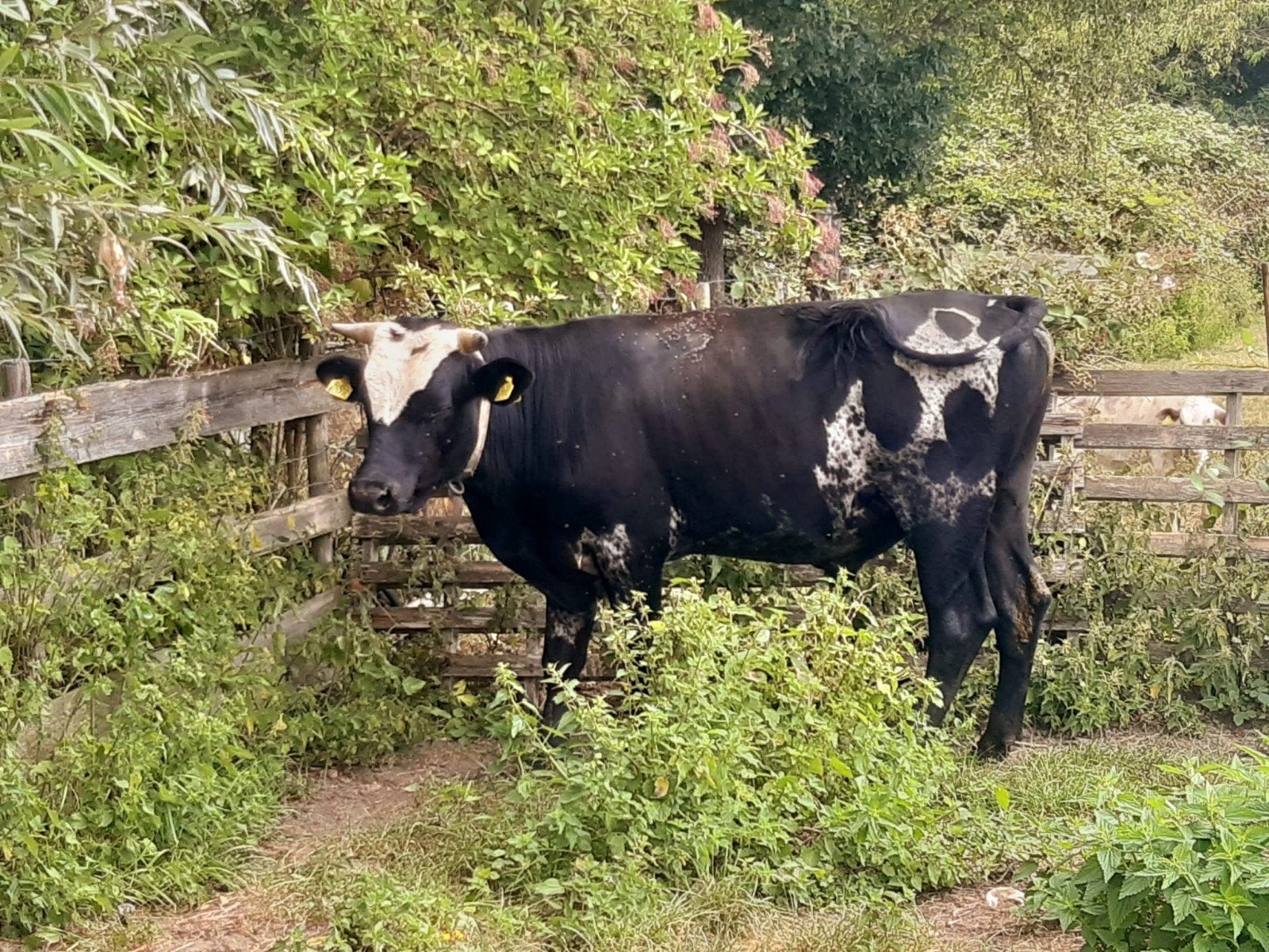 Dek stier en een kalf, Dieren en Toebehoren, Mannelijk, 0 tot 2 jaar