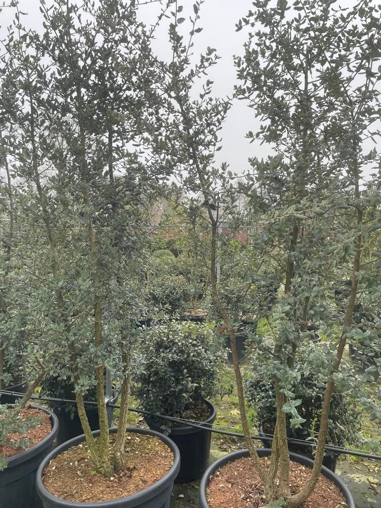 Kurkeik en steeneik meerstam leverbaar tot 300 cm hoog, Tuin en Terras, Planten | Bomen, Overige soorten, Lente, 250 tot 400 cm