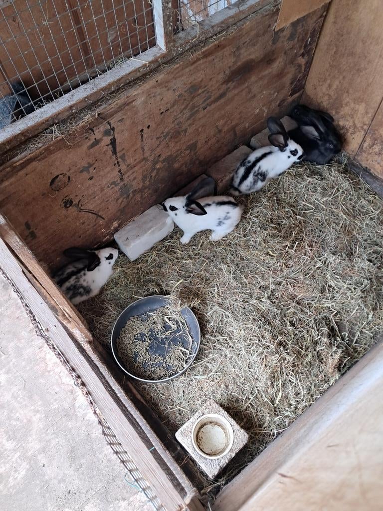Te koop 8 wkn oude konijntjes Lotharinger/vlaamse reus, Meerdere dieren, Groot