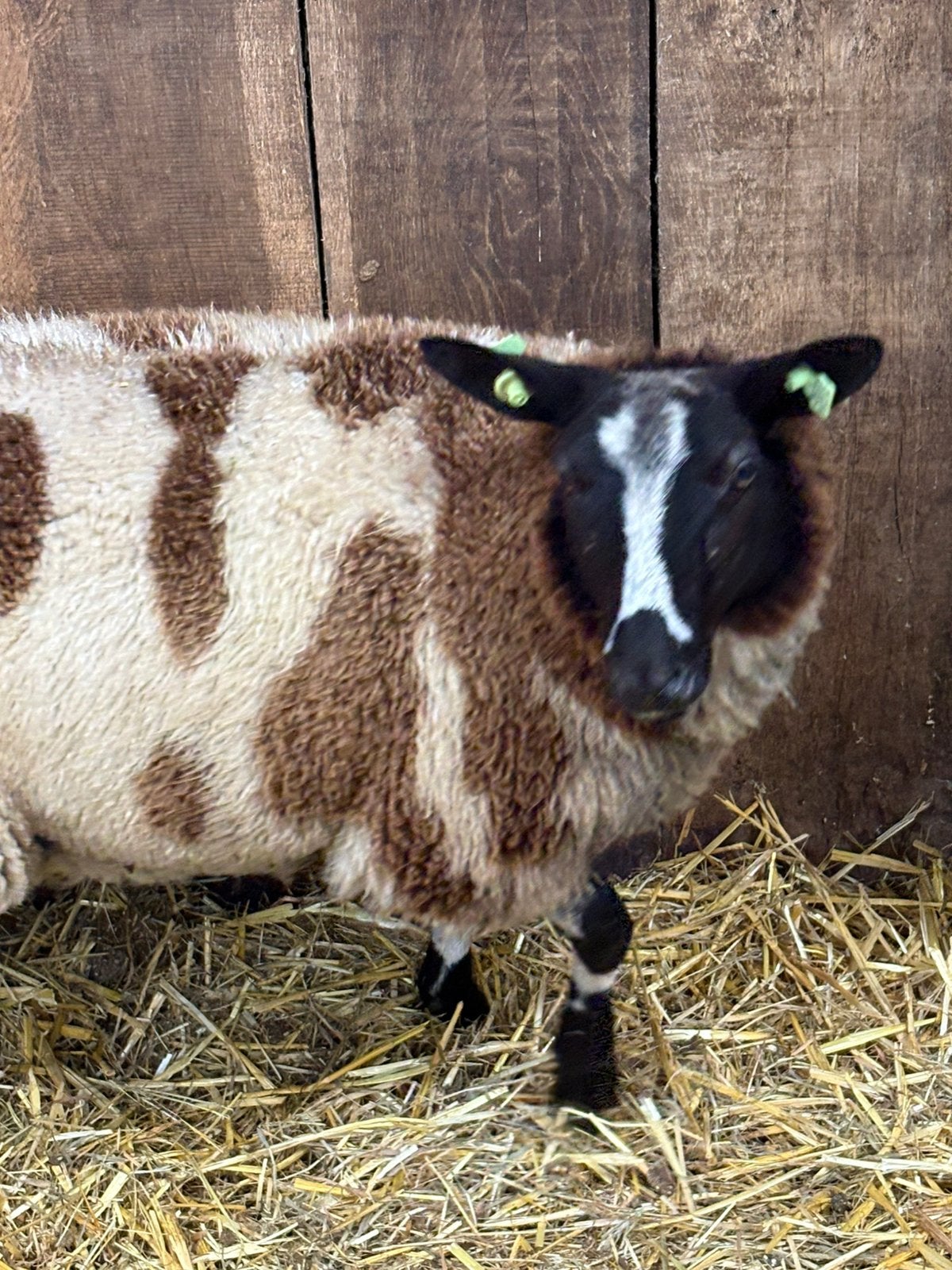 Tk 3 bonte ooien, Meerdere dieren, Schaap