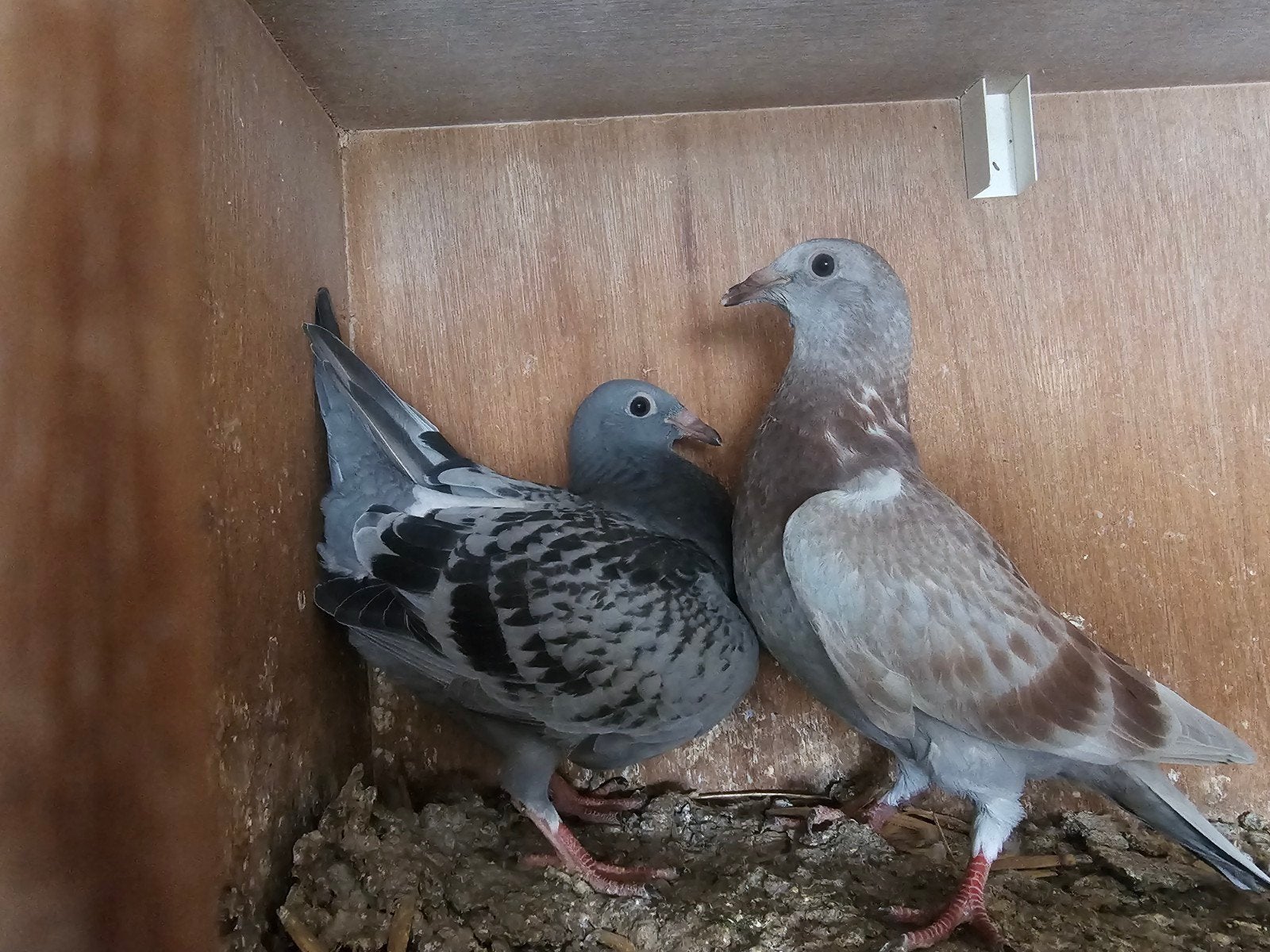 6 jonge ongeringde postduiven, Dieren en Toebehoren, Vogels | Duiven, Meerdere dieren