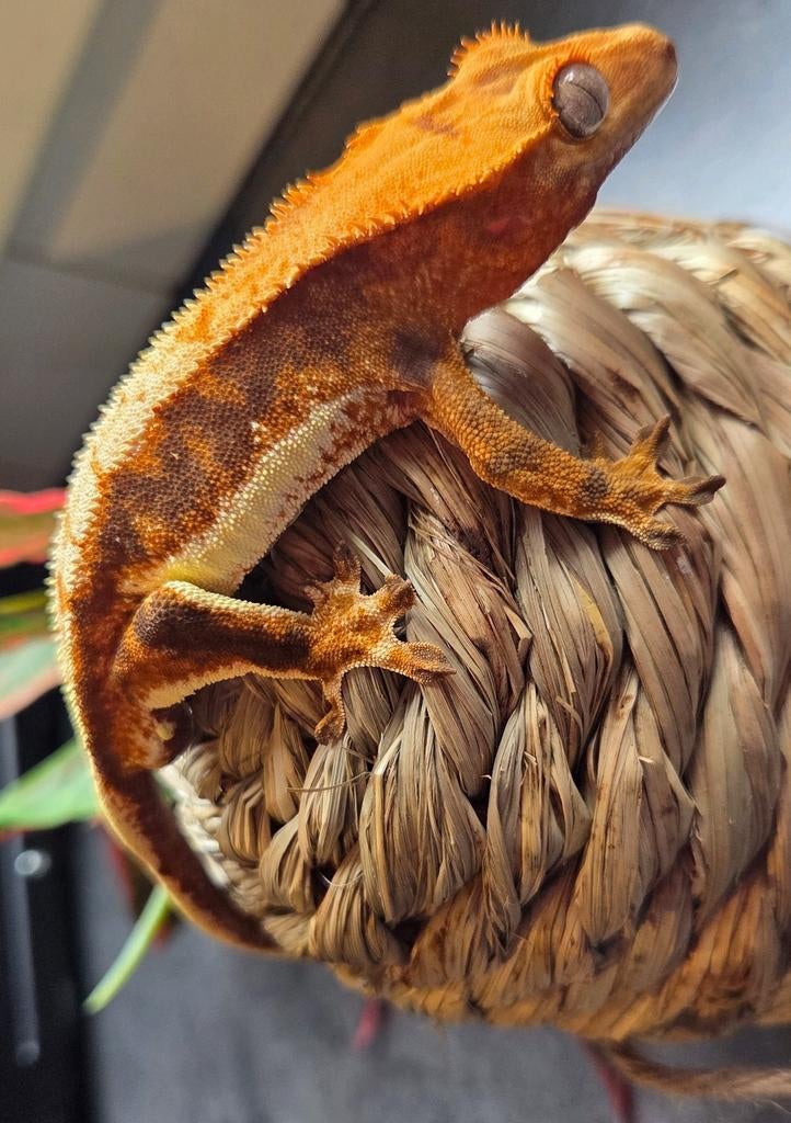 Tricolor tangerine lilly White man Crested Gecko - male for sale from Michael