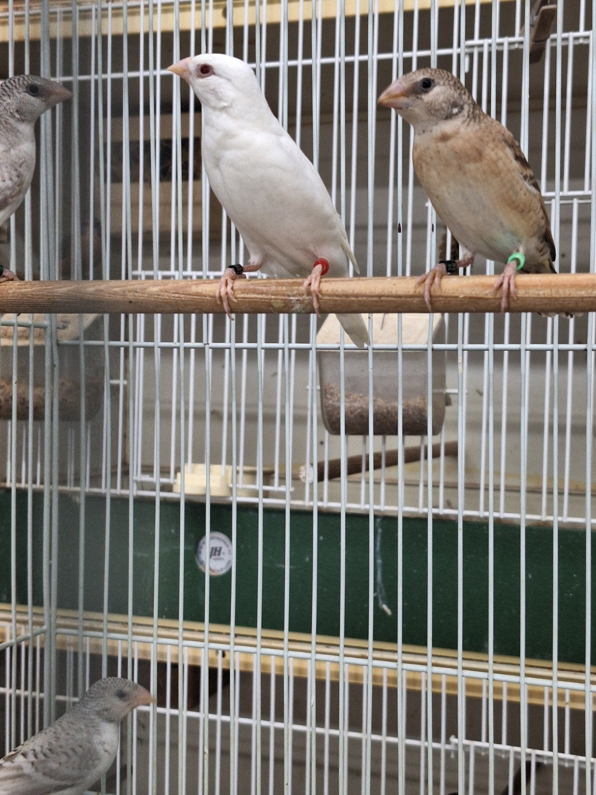 Bandvink pop ino, Dieren en Toebehoren, Vogels | Overige Vogels, Vrouwelijk, Tropenvogel, Geringd