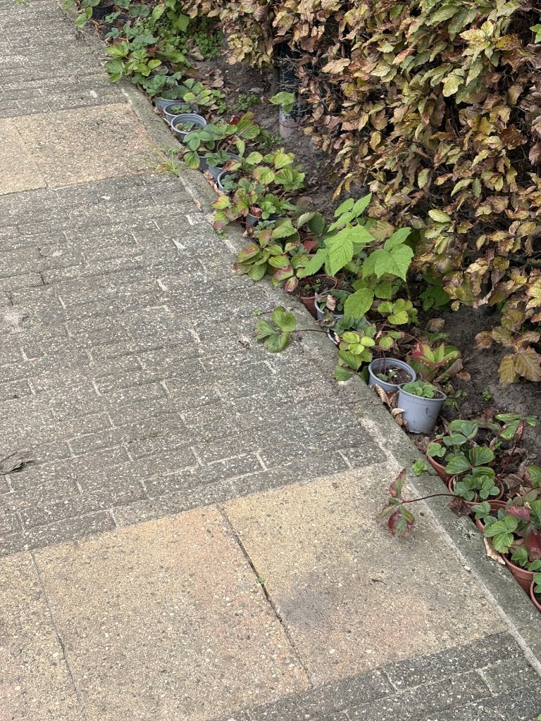 aardbeien plantjes, Ophalen, Lente, Vaste plant, Volle zon