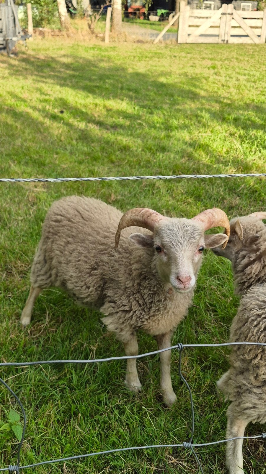 stamboek Ouessant rammetjes te koop ARR*ARR, Mannelijk, Schaap, 0 tot 2 jaar
