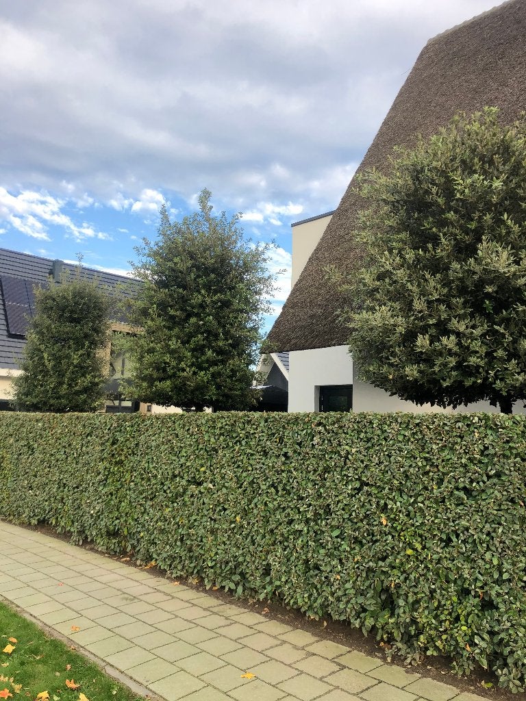 Bladhoudende Olijfwilg - Mooie, volle haagplanten, Volle zon, Vaste plant, Zomer, Ophalen