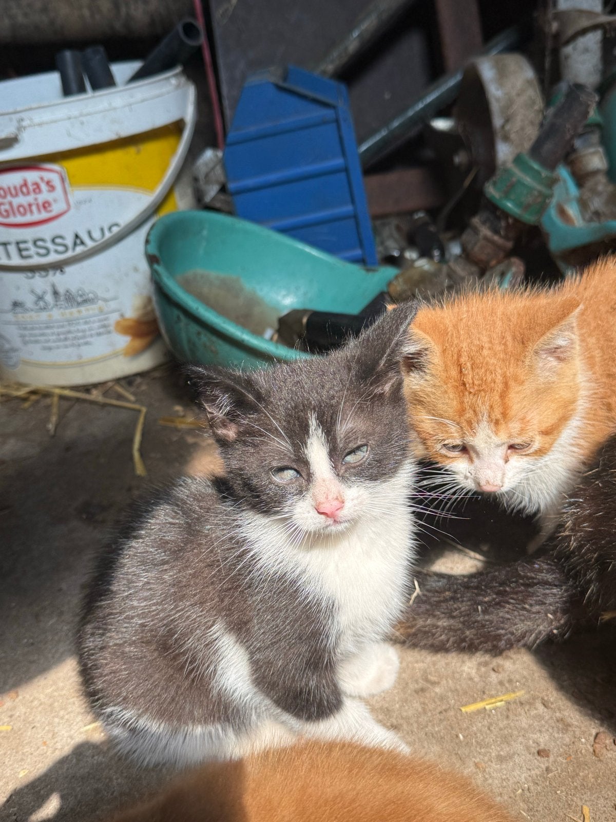 Kittens, Poes