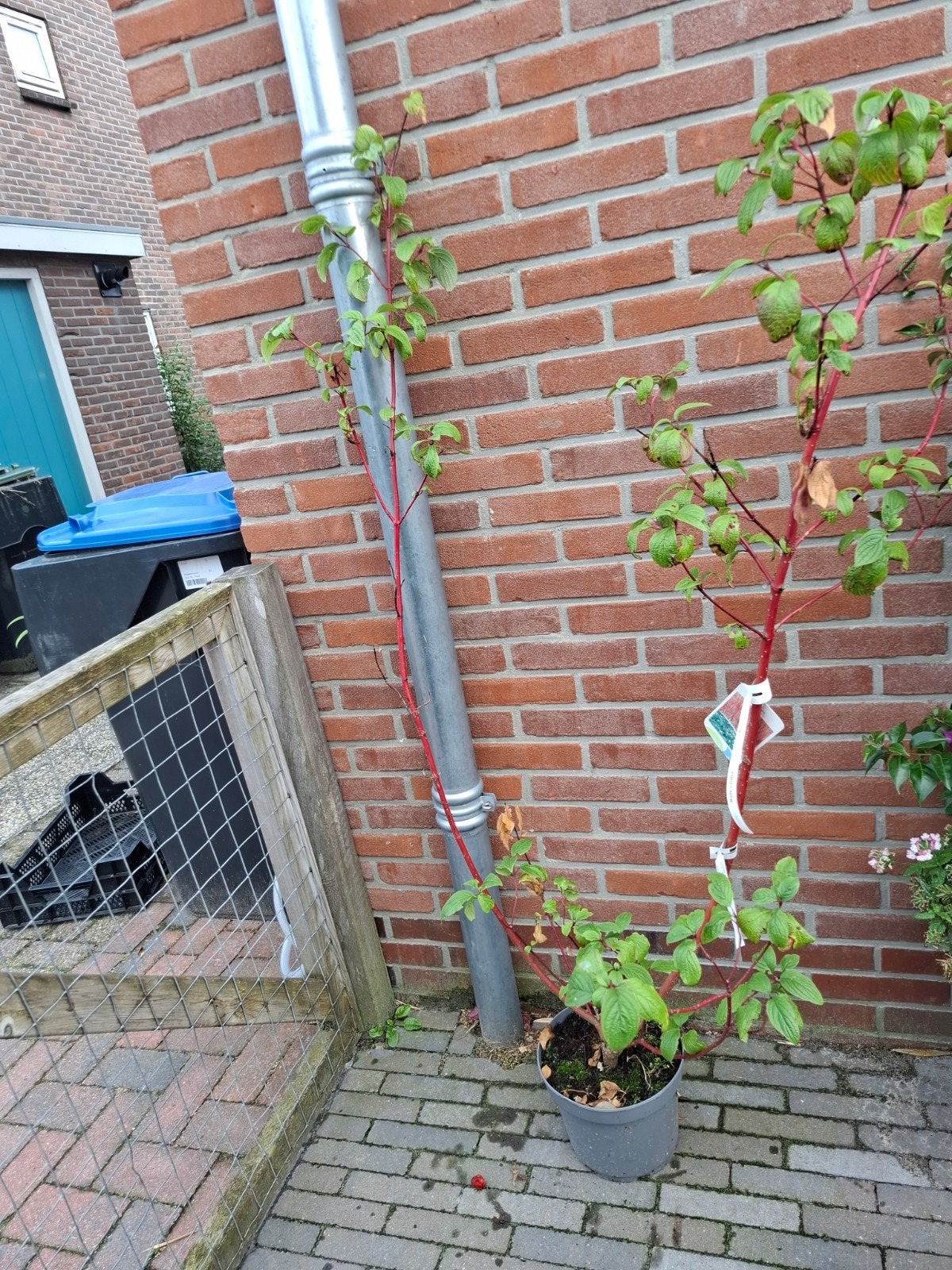 Cornus alba 'Sibirica' - Siberische Kornoelje, Tuin en Terras, Planten | Bomen, Lente, Minder dan 100 cm, Ophalen, Volle zon