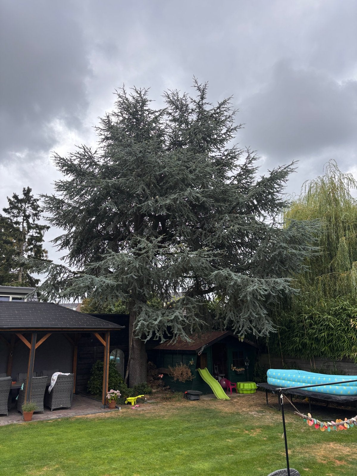 Grote boom Cedrus Libani glauca ceder, Tuin en Terras, Bloeit niet, Overige soorten, 400 cm of meer, Ophalen