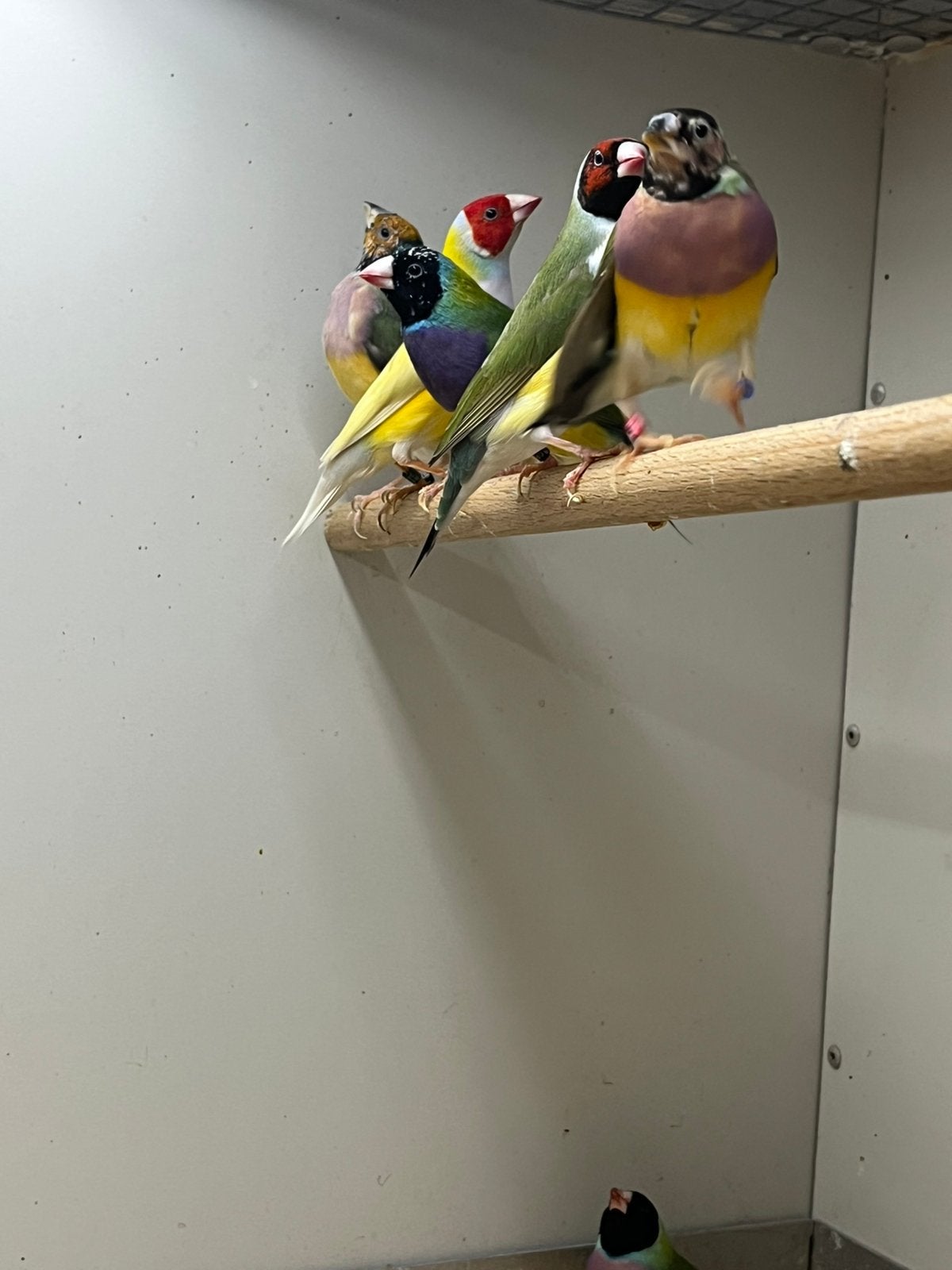Diverse Gouldamadines, Meerdere dieren, Tropenvogel, Geringd