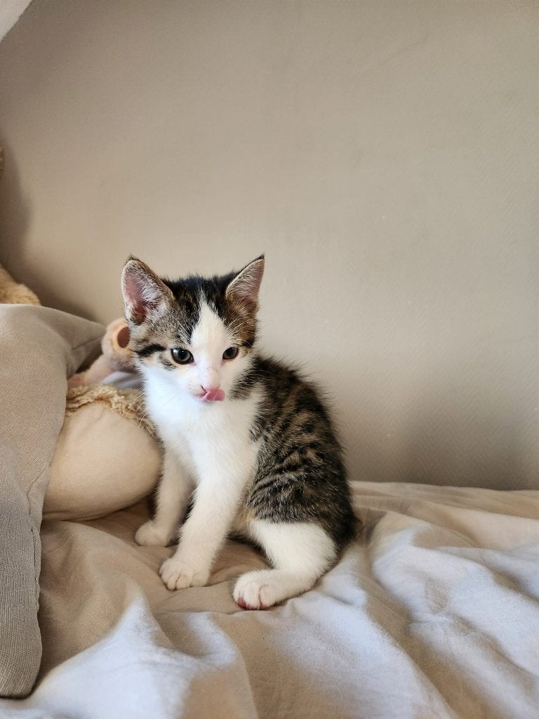 kittens, Meerdere dieren, Ontwormd