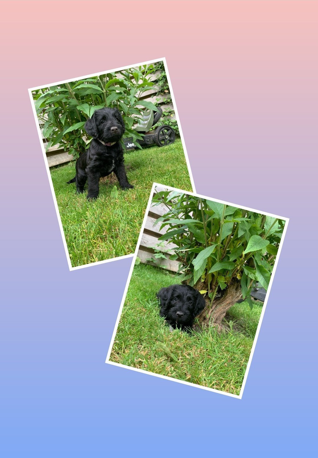 Twee prachtige zwarte labradoodle pups beschikbaar!, Overige rassen, 8 tot 15 weken, Meerdere, Meerdere dieren