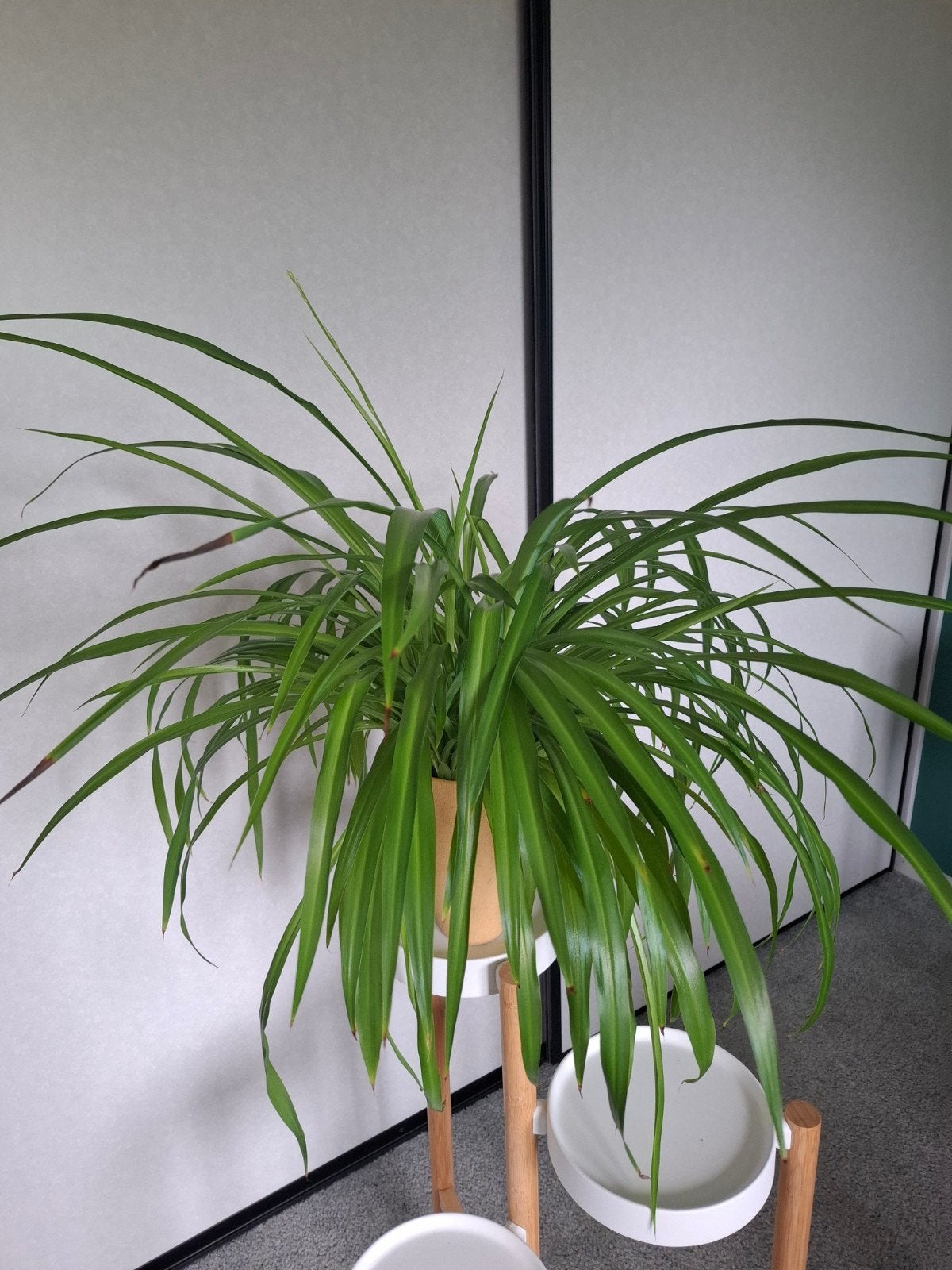 Grote Graslelie - Hydrocultuur, Huis en Inrichting, Kamerplanten, Ophalen, Overige soorten, Halfschaduw, Minder dan 100 cm