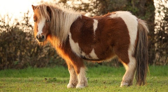 gezocht:verzorg shet/pony in ruil voor stalhulp/gedrags hulp, Ophalen of Verzenden, Nieuw
