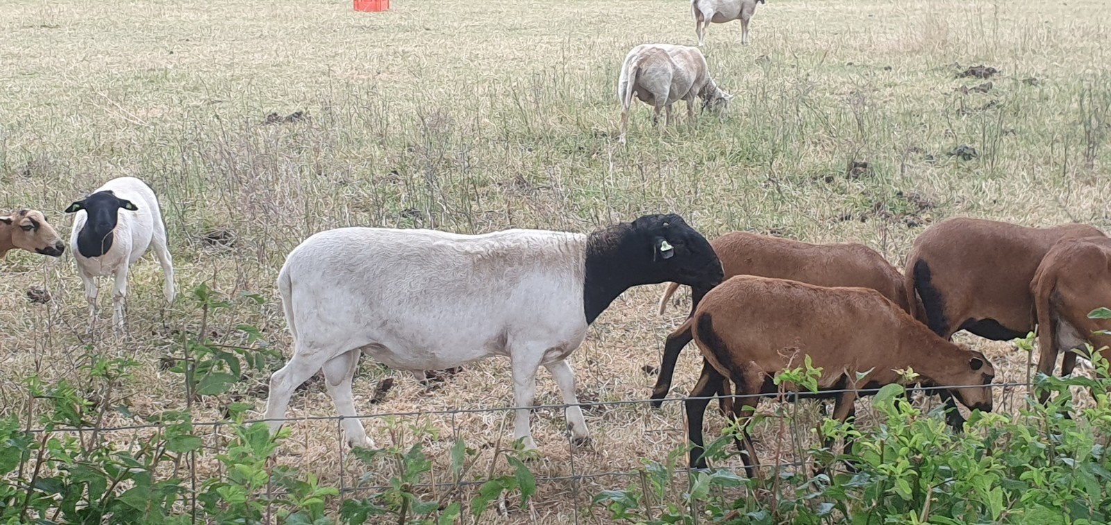 Te koop grote Dorperram, Dieren en Toebehoren, Mannelijk, Schaap