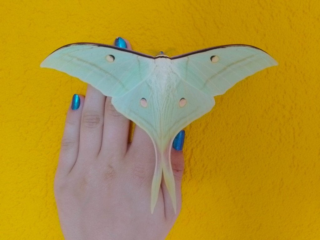 Luna moth, Actius Selene, rupsen 10 voor 5 euro, Dieren en Toebehoren, Insecten en Spinnen, Vlinders of Rupsen