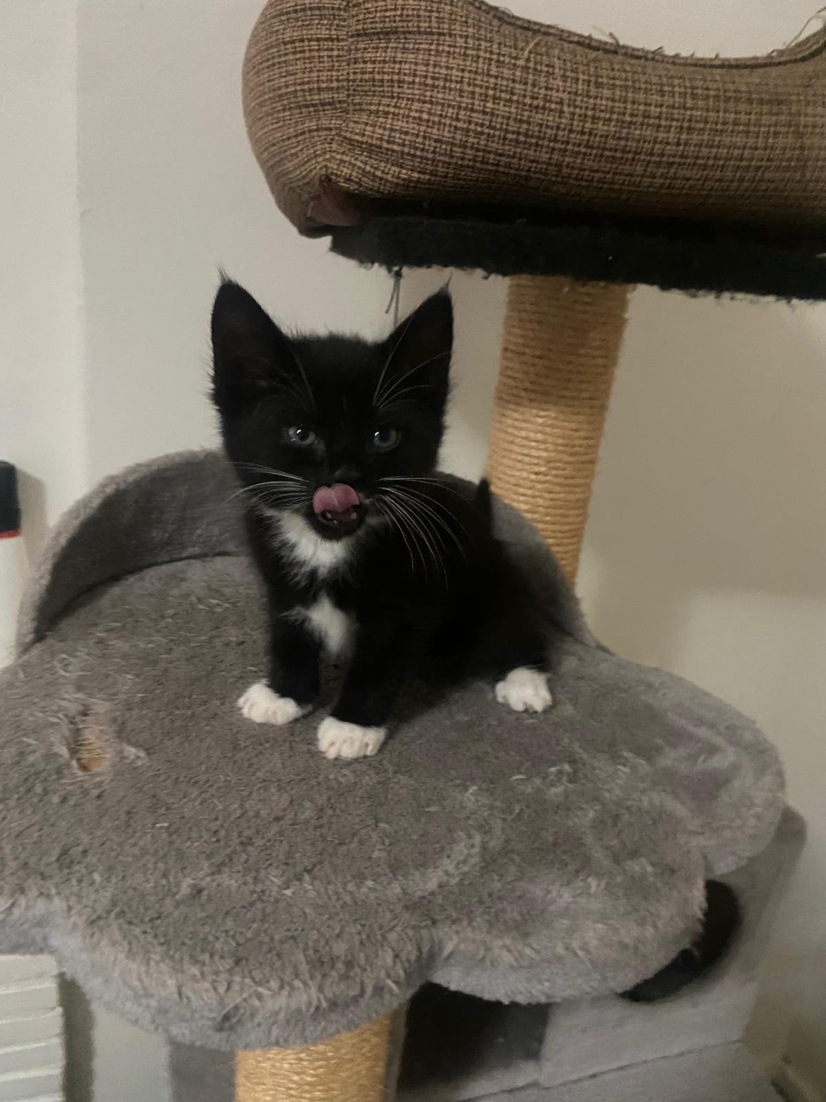 Kittens mogen per direct nestje verlaten
